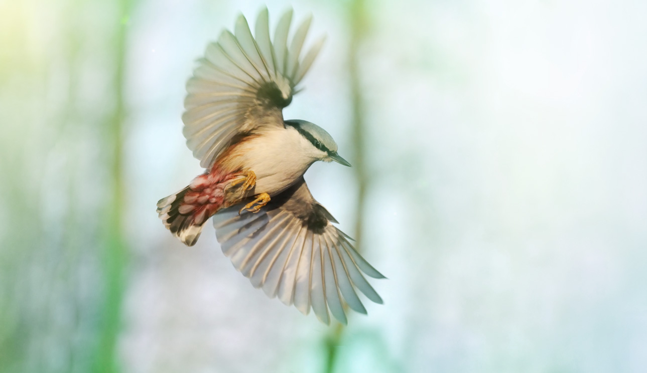 So sieht es der Vogel.